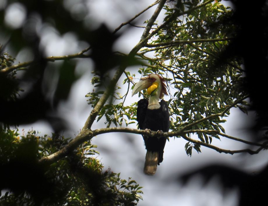 Julang emas (bahasa Latin: Aceros undulatus) adalah spesies burung dari keluarga Bucerotidae, dari genus Aceros. Burung ini merupakan jenis burung pemakan buah-buahan, Ficus, kepiting, kodok yang memiliki habitat di hutan dataran rendah, perbukitan. tersebar sampai ketinggian 2.000 m dpl.