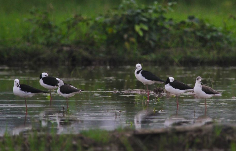 Termasuk burung migran yang datang ke Taman Nasional Kutai, Kalimantan Timur pada bulan Januari. Burung ini merupakan jenis burung pemakan invertebrata kecil yang memiliki habitat di rawa payau, rawa tawar, danau dangkal, tepi sungai, sawah, beting lumpur, tambak garam.