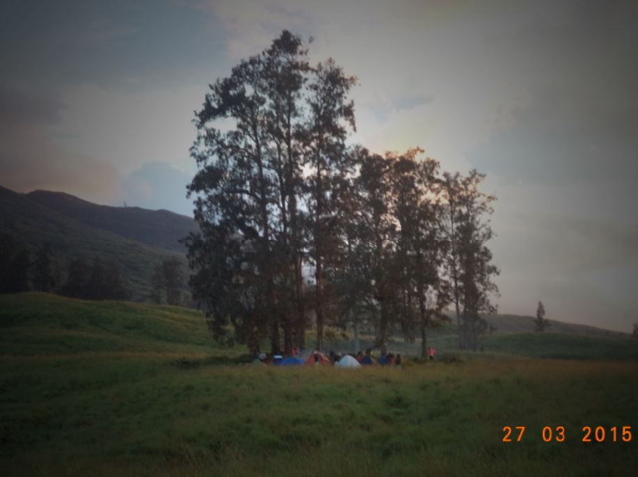 Pohon cemara ini berada di ekosistem savana yang berada di pos 5 jalur pendakian Kawinda To'i , gunung Tambora. Lokasi ini biasanya menjadi pilihan bagi pendaki untuk membangun base camp