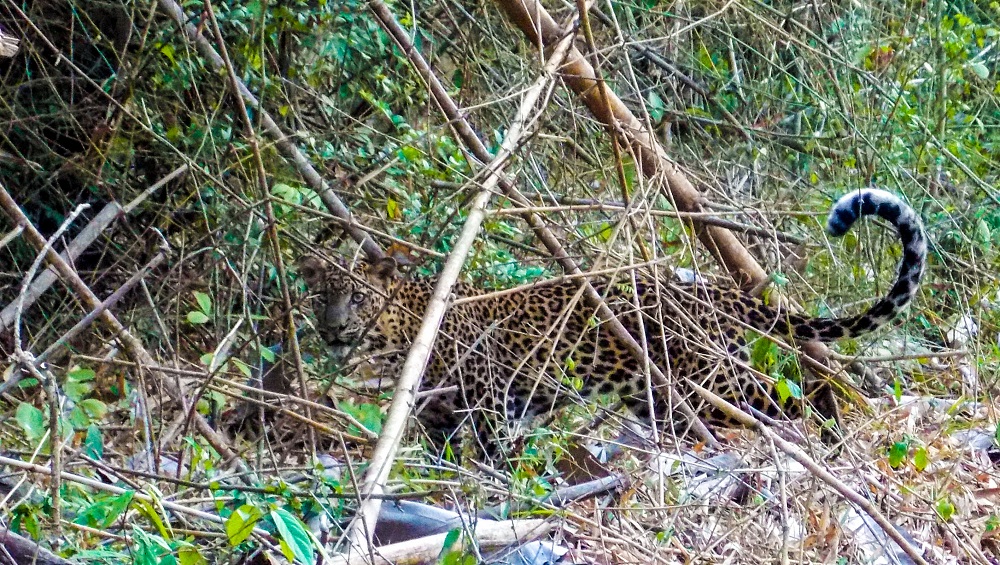 Macan Tutul (Panthera pardus spp. melas) merupakan salah satu satwa prioritas TN Alas Purwo. Keluarga kucing besar ini merupakan salah satu top predator di kawasan. selalu waspada ketika ada pergerakan di sekitarnya