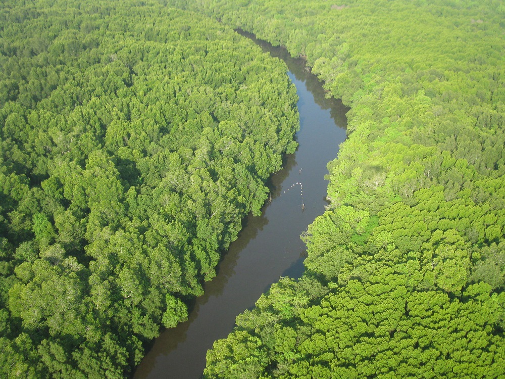 Foto diambil dengan menggunakan pesawat Microlight-Trike. Mangrove Bedul merupakan kawasan mangrove terluas di TN Alas Purwo yang membentang sepanjang sungai Segara Anak. Pengunjung dapat menyusuri kawasan ini dengan perahu gondang-gandung yang dikelola oleh masyarakat sekitar