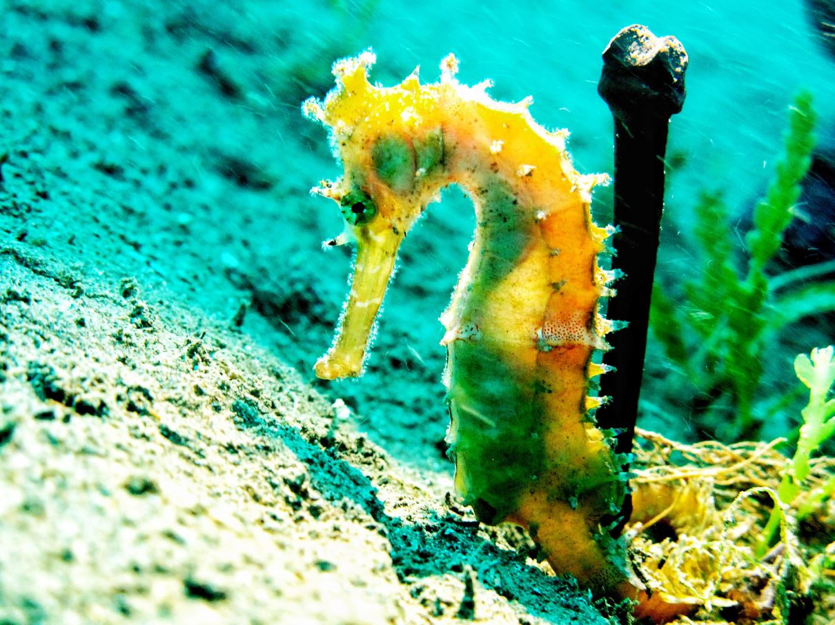 Hippocampus histrix jenis ini hidup pada ekosistem padang lamun & terumbu karang. Memakan crustaceans kecil.