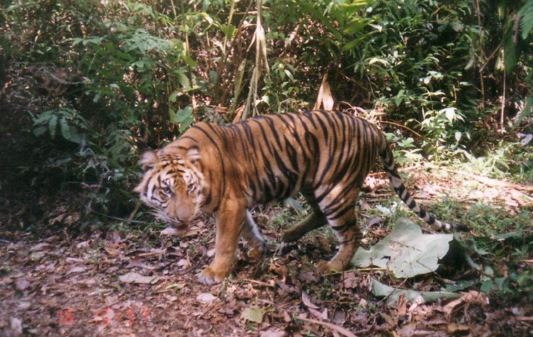 Harimau Sumatra adalah Harimau terakhir milik indonesia setelah punahnya Harimau Jawa dan Bali. Saat ini hewan Predator yang umumnya hidup soliter ini, dikategorikan sebagai satwa Langka oleh IUCN. Hingga saat ini terdata populasi harimau sumatra Taman Nasional Bukit Tigapuluh berjumlah 48 ekor.