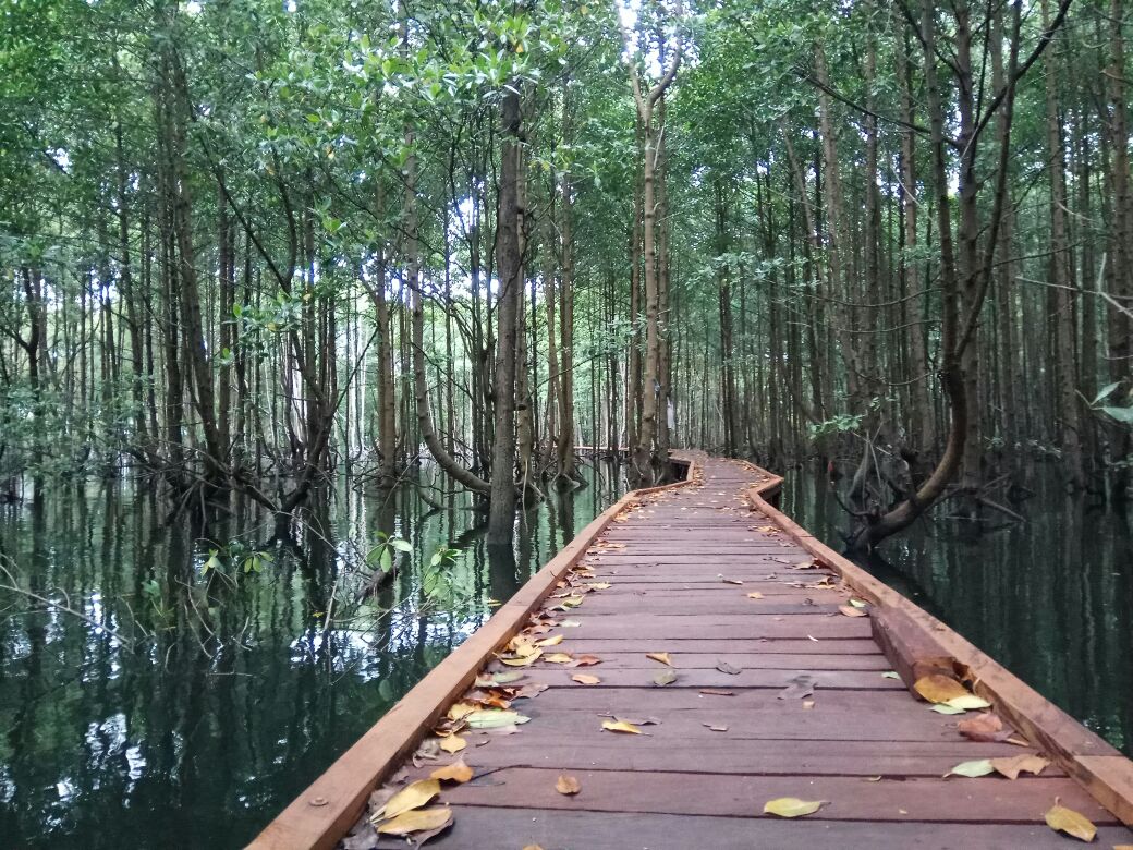 Yuk Mengenal Bontang Mangrove Park, Wisata Edukasi di