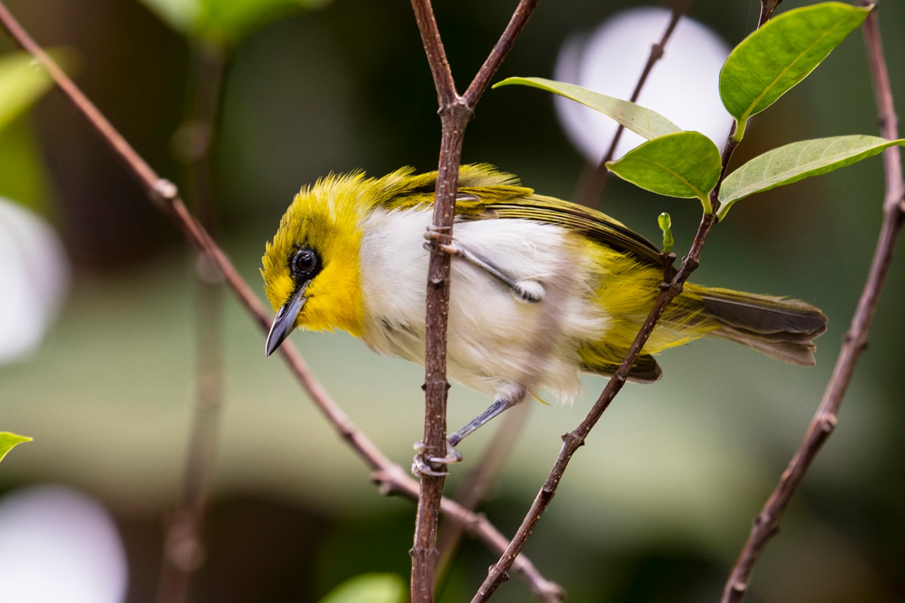 Jenis Jenis Burung Endemik Sulawesi Yang Harus Dilindungi
