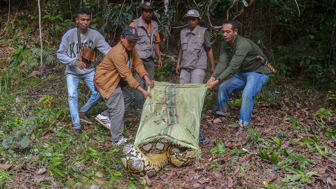 Dua Python Hasil Serahan Warga Dilepasliarkan BBKSDA Riau