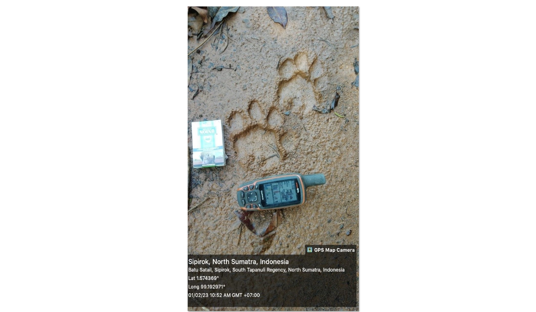 Jejak Harimau Ditemukan di Areal Kebun Warga