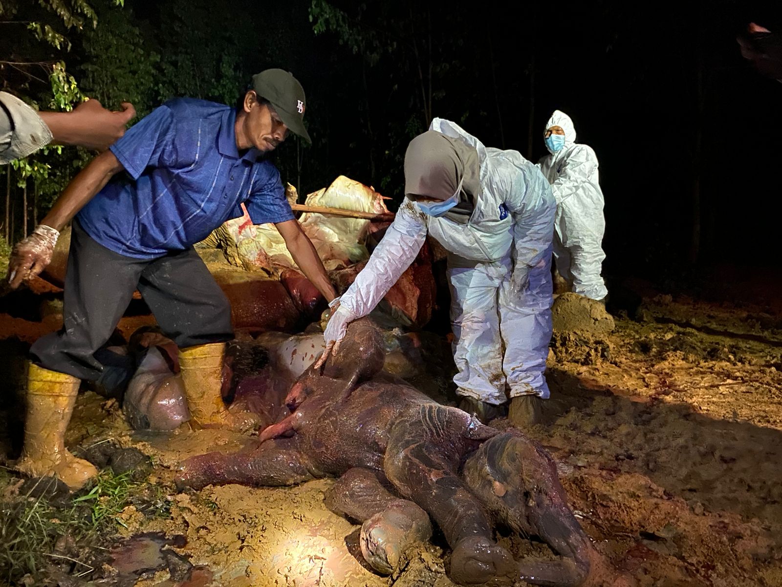Akan Melahirkan, Gajah Betina Ditemukan Mati di Bengkalis