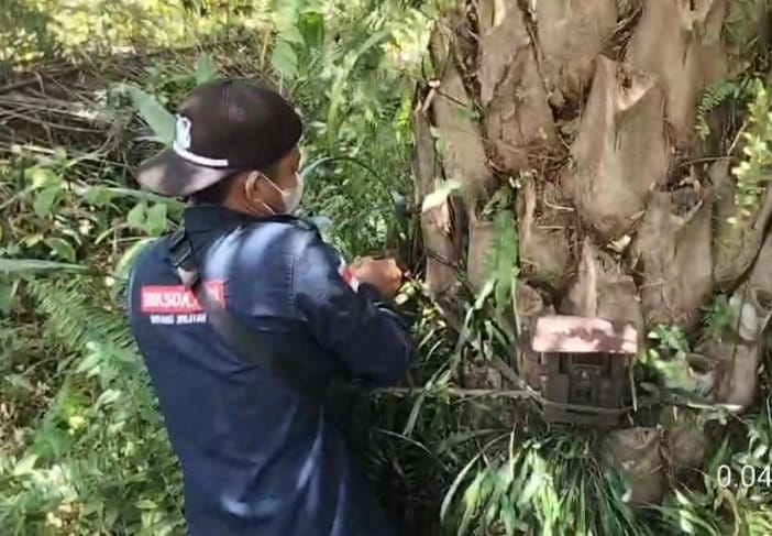 Diduga Harimau Sumatera, BBKSDA Riau Cek Lokasi
