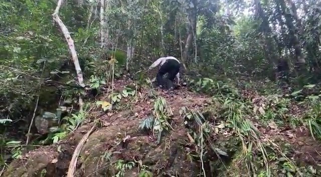 Diduga Sakit, BBKSDA Riau Pantau Keberadaan Gajah Liar