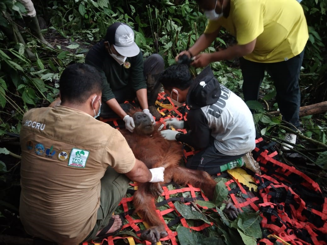 Malnutrisi, Orangutan Tapanuli Dievakuasi di Aek Nabara
