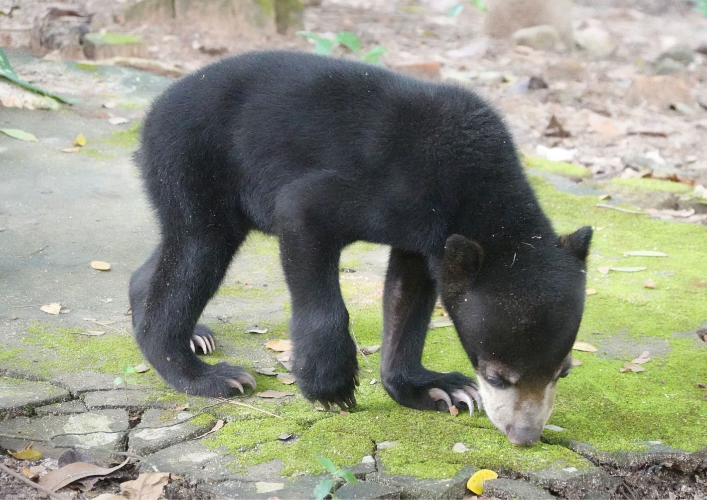 Beruang Madu “Andalas” Diserahkan ke BKSDA Sumsel
