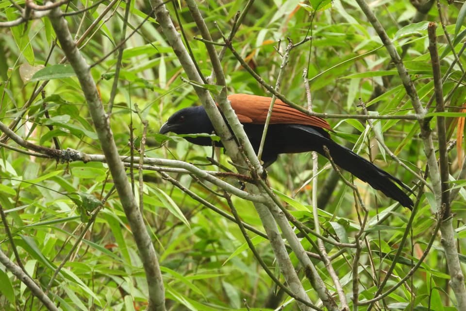 Burung Bubut Penghuni Desa Penyangga TN Batang Gadis - Ditjen ...