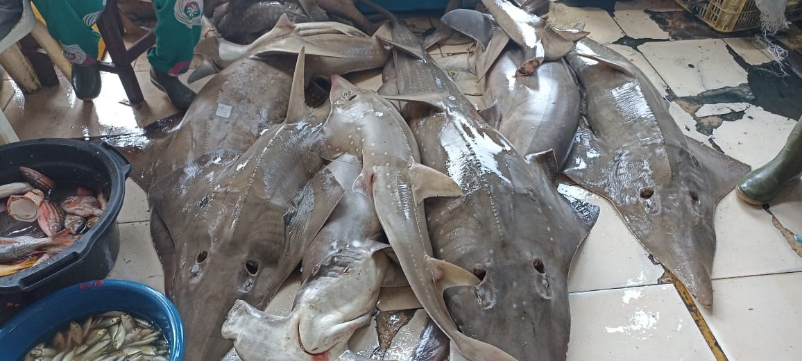 Temukan Perdagangan Ikan Dilindungi, Petugas Lapor Ke Pihak KKP Sibolga