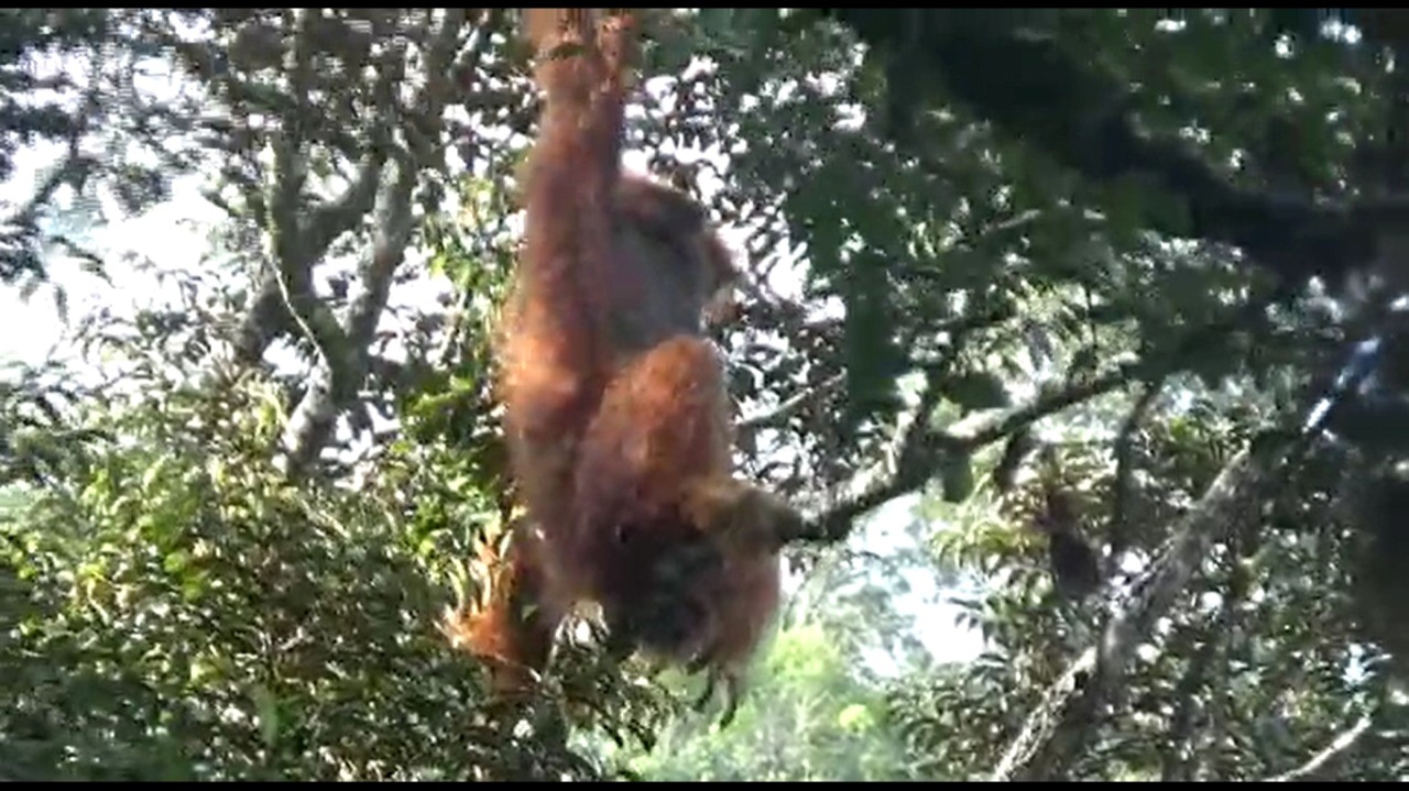 Orangutan Tapanuli Sambangi Kebun Warga