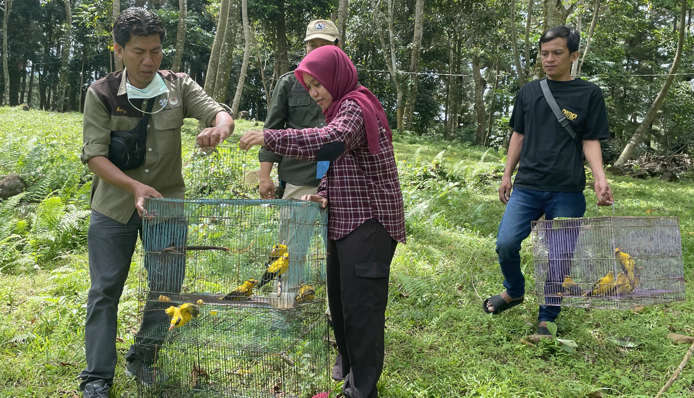 Kisah Kepodang dan Raja Perling Sulawesi di Momen Hari Kebangkitan Nasional