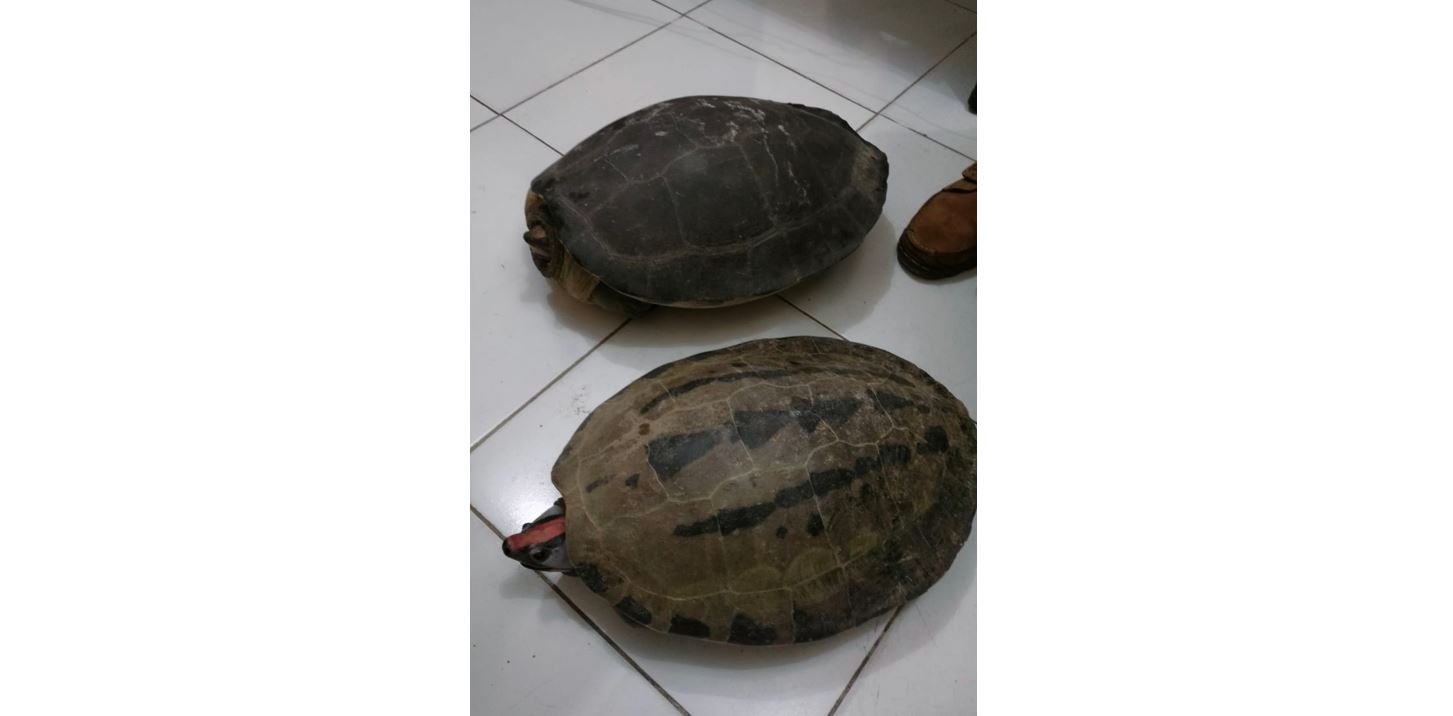 World Turtle Day, Petugas Amankan Penjual Tuntong Laut