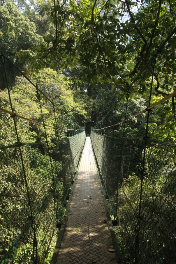 Jembatan gantung antara pohon ke pohon yang berada di jalur Interpretasi Ciwalen - Resort PTN Cibodas
