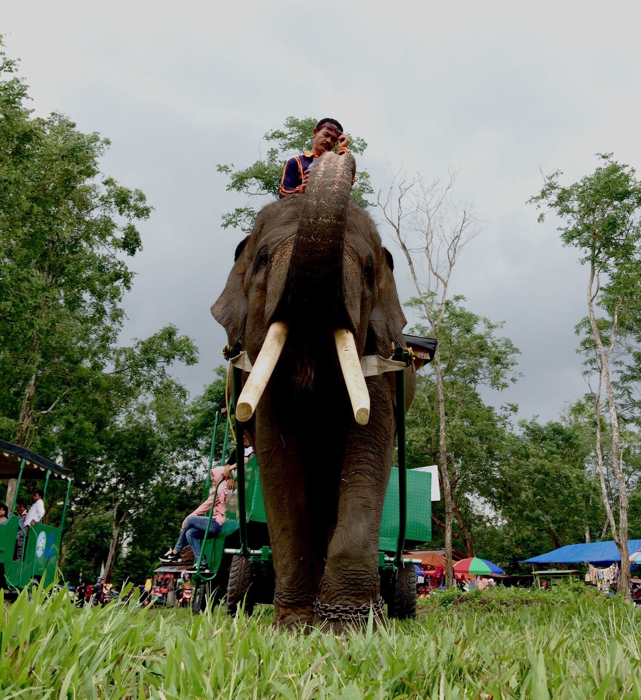 Gajah terlatih membawa kereta pengunjung di PKG-TNWK