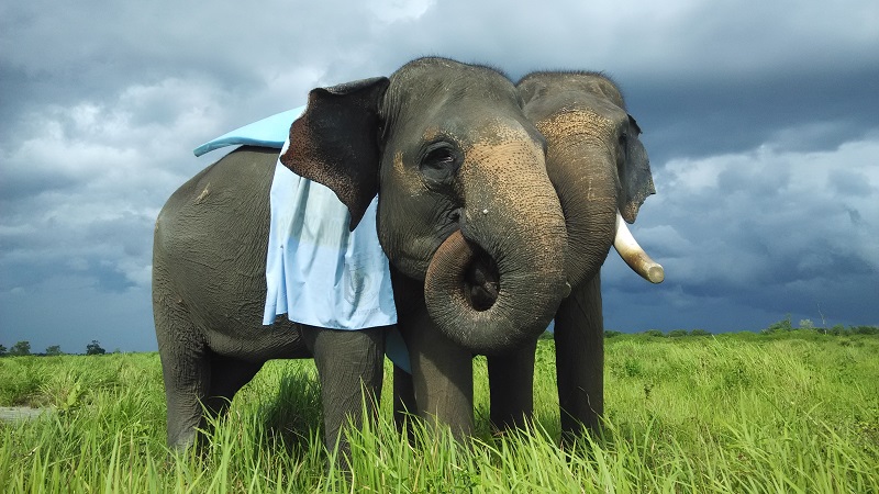 Gajah terlatih yang digunakan sebagai gajah tunggang di waktu istirahat di padang penggembalaan