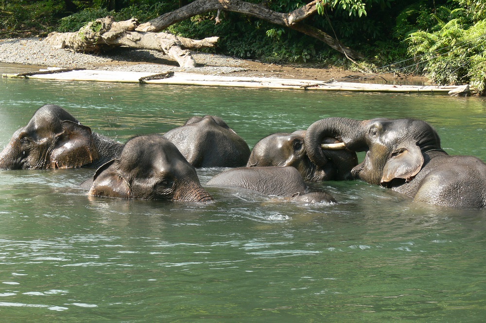 Sekelompok gajah sumatera sedang bercengkarama di sungai dalam kawasan TN G. Leuser