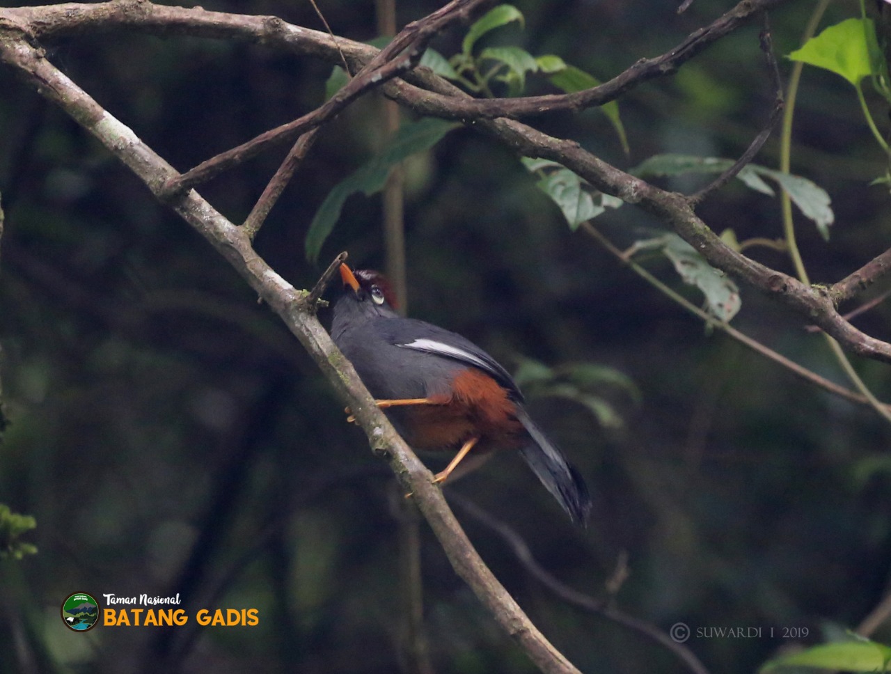 Garrulax mitratus | Spectacled Laughingthrush (Poksay Genting)  Penghuni Hutan Taman Nasional Batang Gadis 