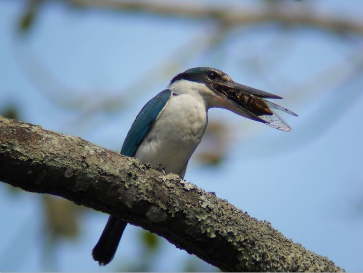 Cekakak Sungai (Halcyon chloris Collared Kingfisher) Aktifitas burung sedang makan tonggeret. Menurut UU No. 5 tahun 1990 dan PP No. 7 tahun 1999 termasuk jenis dilindungi (dilindungi semua jenis dari famili Alcedinidae)