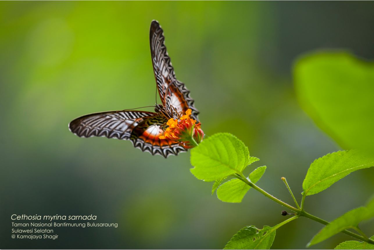 Cethosia myrina adalah salah satu kupu-kupu yang dilindungi. Kupu-kupu ini dijuluki sebagai kupu-kupu bidadari. Keberadaan kupu-kupu ini hanya dapat dijumpai di Sulawesi sehingga termasuk salah satu satwa endemik.