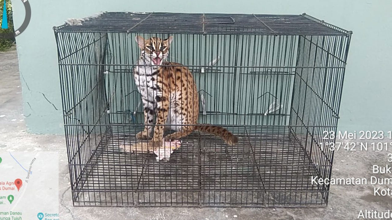 Tim Rescue Balai Besar KSDA Riau Dengan Yayasan Pandu Turun ke Lokasi Untuk Mengambil Kucing Hutan