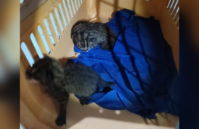 Evakuasi Tiga Anak Kucing Hutan di Pekarangan Rumah Warga