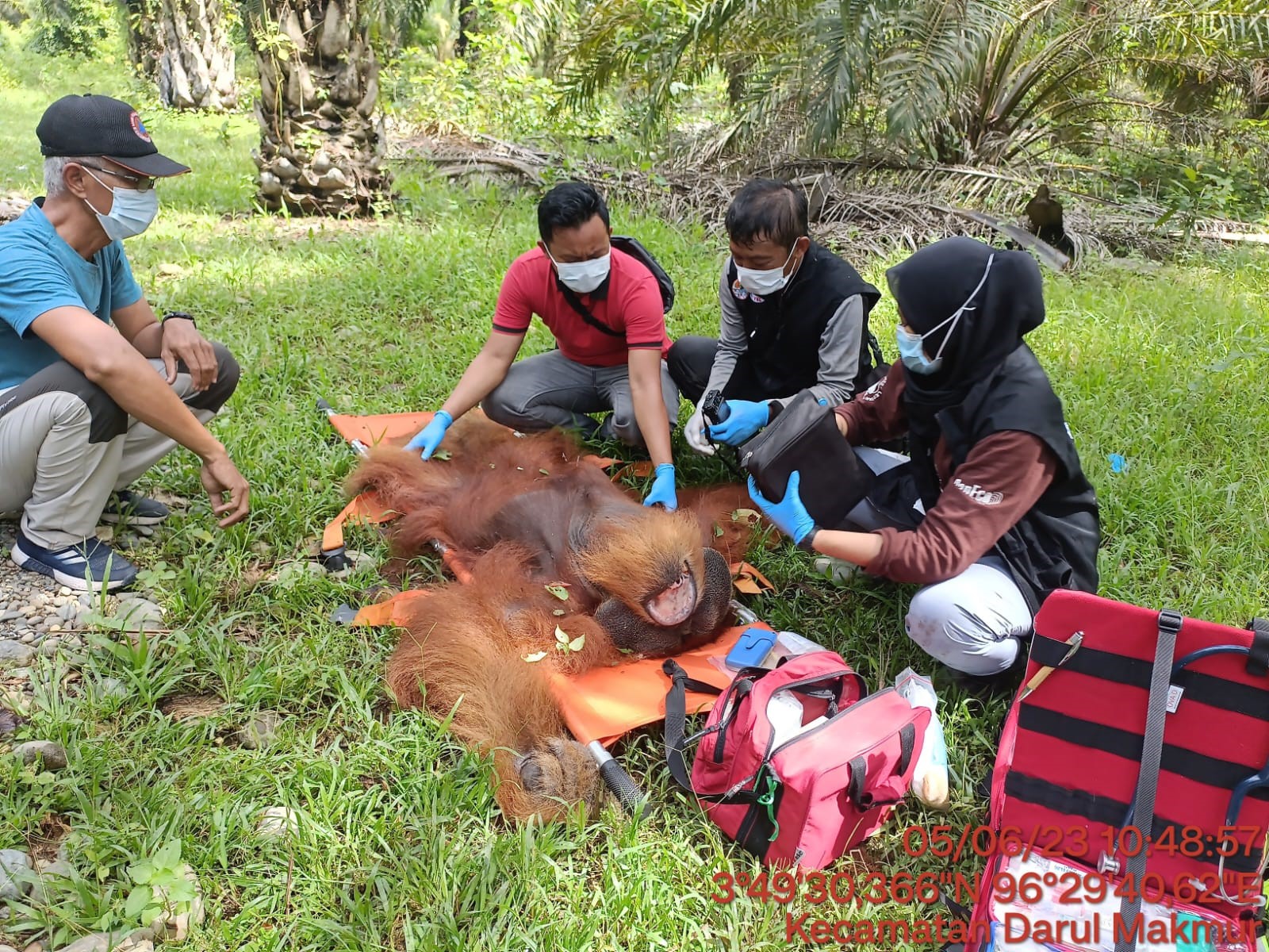 Evakuasi Orangutan Di Kabupaten Nagan Raya Berjalan Lancar