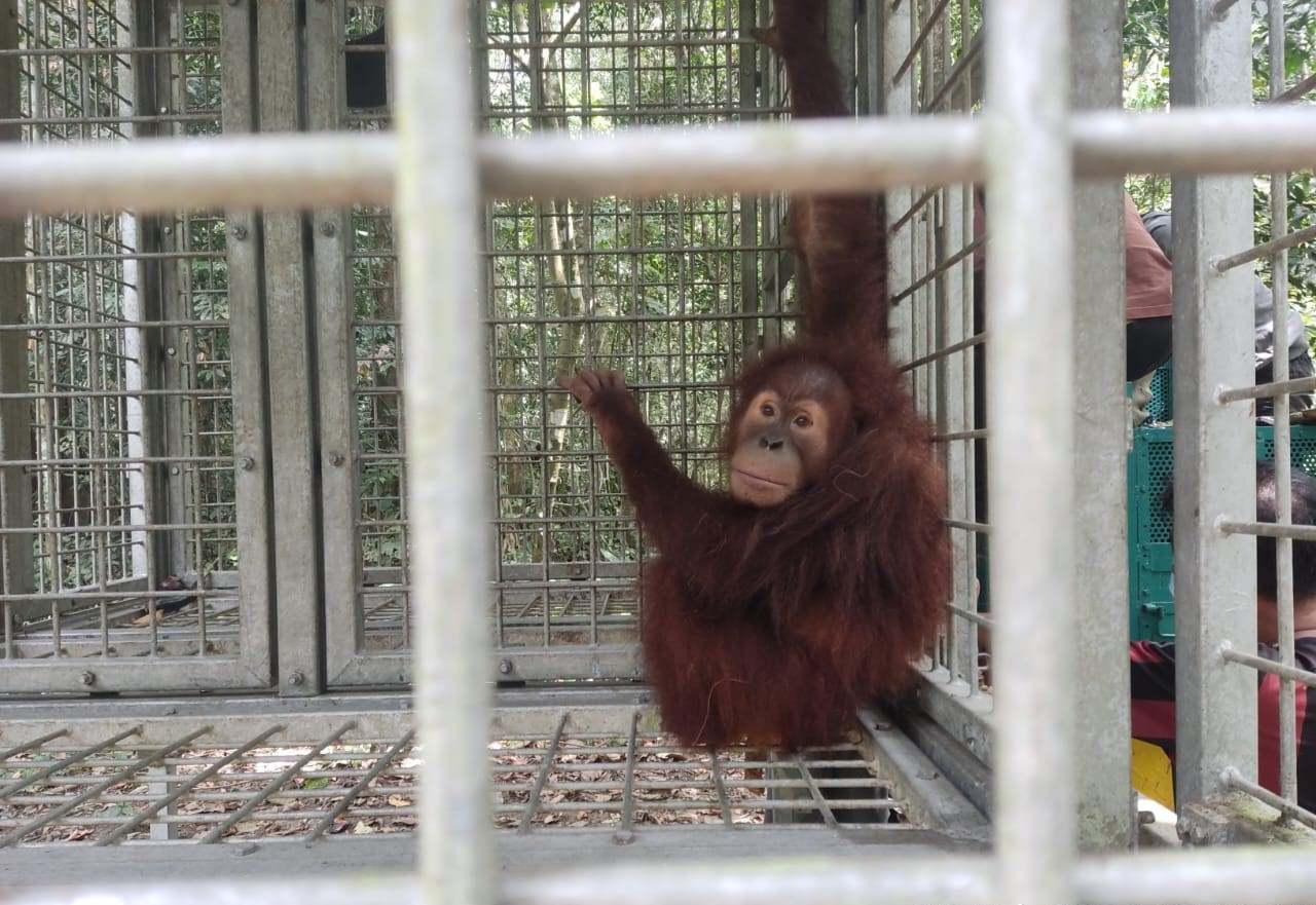 Translokasi Orangutan Sumatera Dari PKRO Sibolangit Ke SRO Jantho