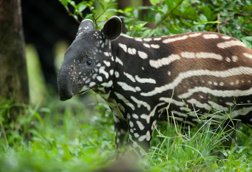 Lindungi Tapir dan Habitatnya di Hari Tapir Sedunia