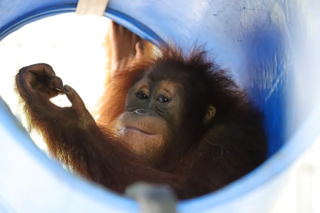 Enam Orangutan Translokasi Ke SRO Bukit Tiga Puluh Jambi