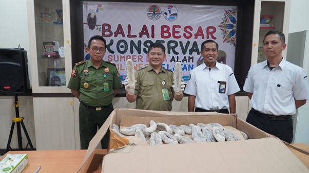 Balai Besar KSDA Sulawesi Selatan Terima Penyerahan 84 Teripang dari BPSPL Makassar