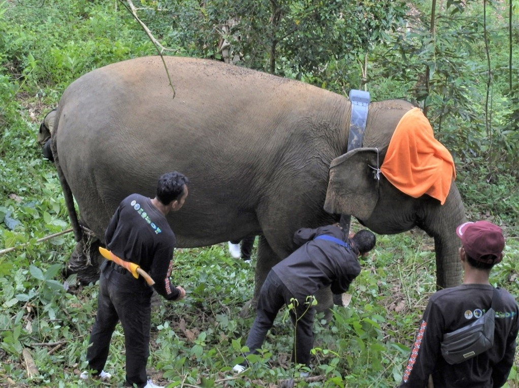 Pemasangan GPS Collar Pada Gajah Betina Dewasa “Lestari”