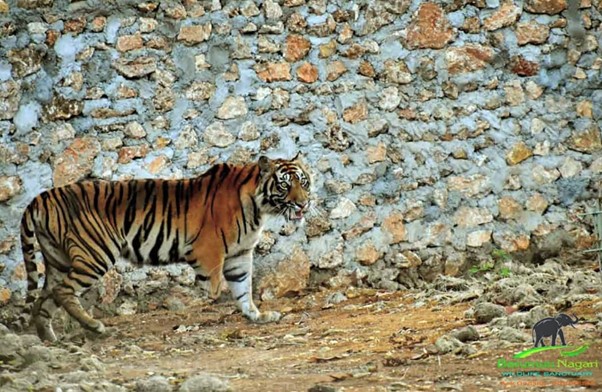 Harimau Sumatera, Masa Depan Mereka Ada Di Tangan Kita