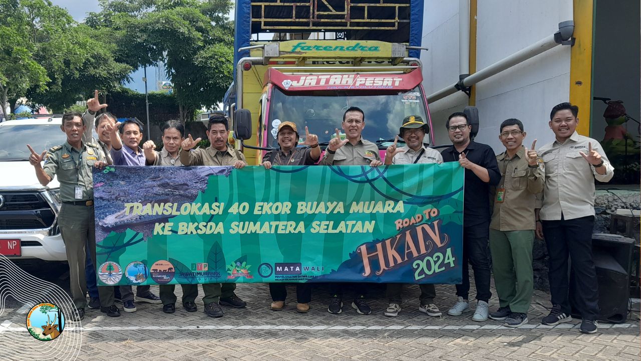 Road To HKAN 2024: BBKSDA Jawa Timur Translokasikan 40 ekor Buaya Muara ke BKSDA Sumatra Selatan