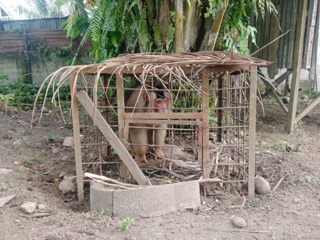 Kembali Petugas Evakuasi Beruk Di Kota Binjai