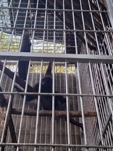 Translokasi Siamang dan Owa ke Sumatran Rescue Alliance