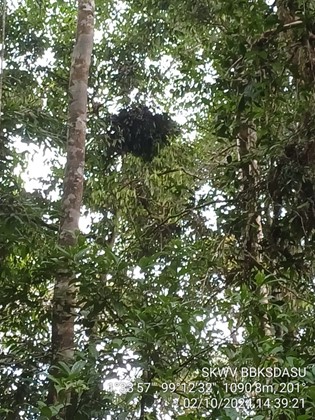 Satwa Dilindungi Ditengah Ancaman Habitat