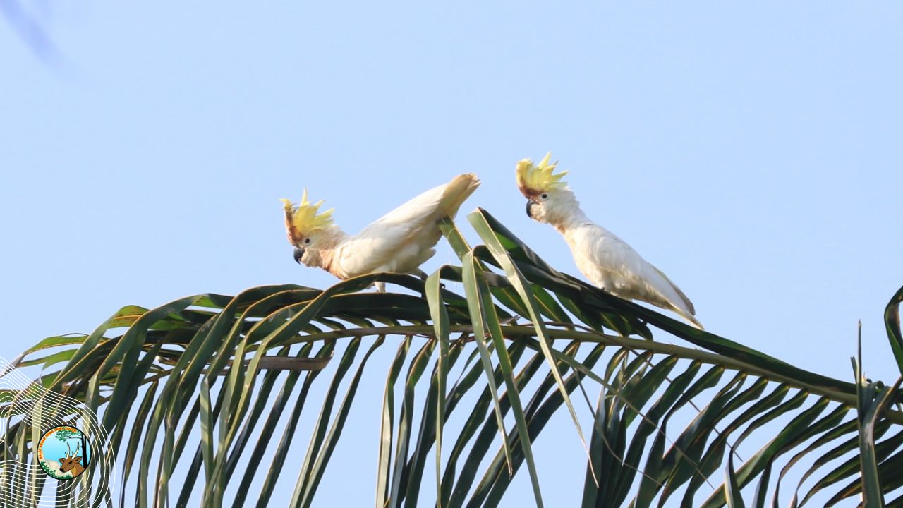 Pembinaan Habitat dan Monitoring Populasi Kakatua Jambul Kuning