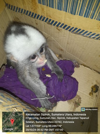 Saat Patroli Pengamanan Hutan, Warga Serahkan Lutung