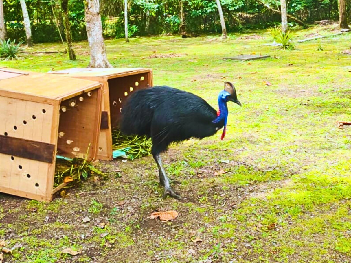 Jalan Pulang Kasuari Gelambir Ganda  dari Jayapura ke Timika