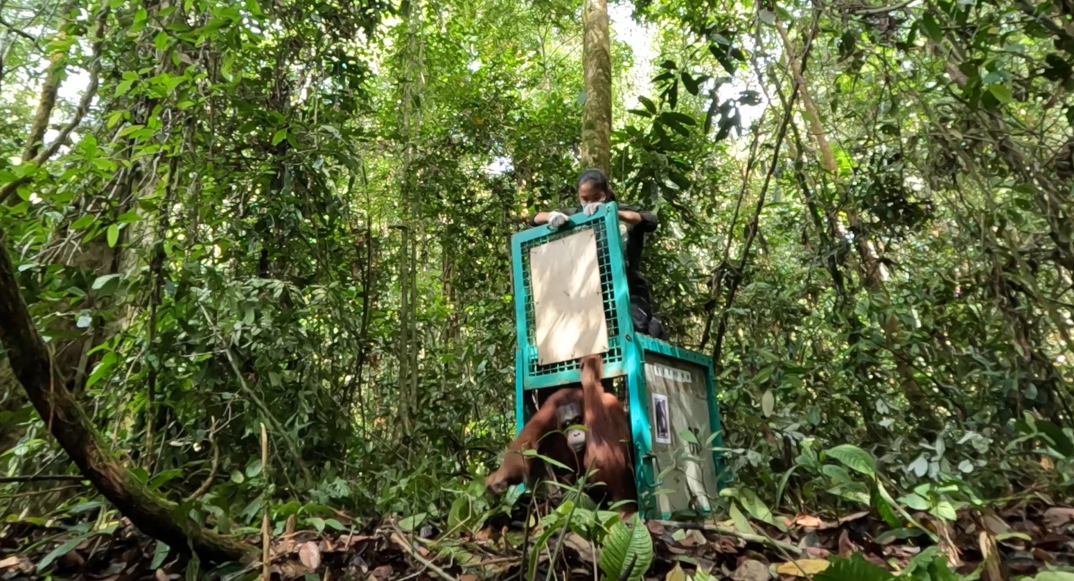 Dalam Semangat Hari Pahlawan, Enam Orangutan Dilepasliarkan di Taman Nasional Bukit Baka Bukit Raya