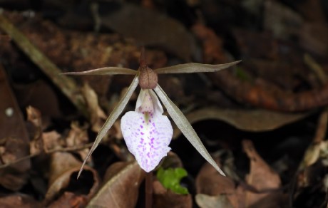 Nervilia punctata, Anggrek Tanah Menyambut Hujan di Tambora