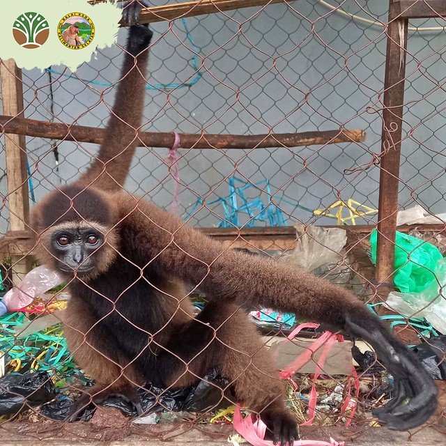 BKSDA Kalsel Selamatkan Satwa Owa Kalimantan di Kandangan Hulu Sungai Selatan