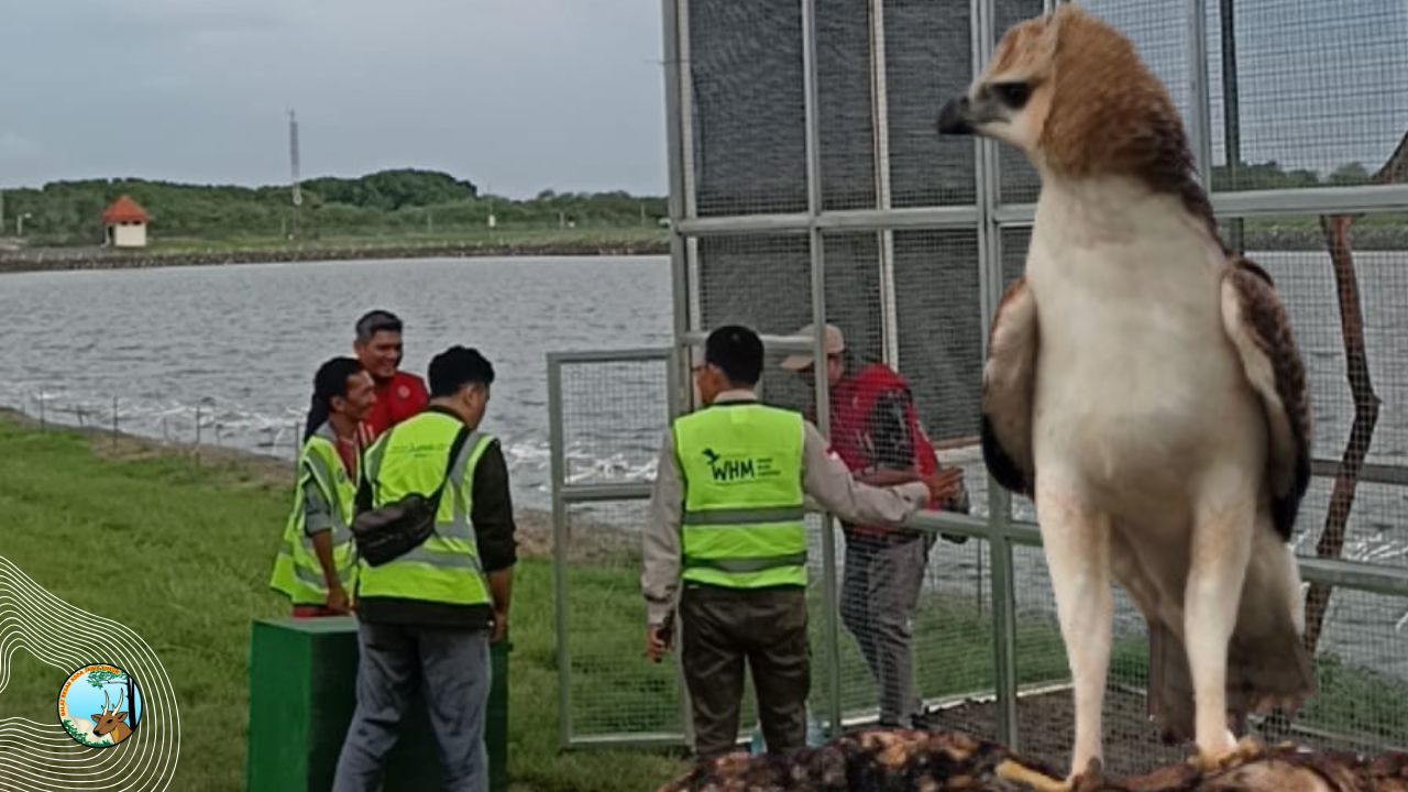 Gunakan Burung Raptor, BBKSDA Jatim Atasi Bird Strike di Bandara Juanda