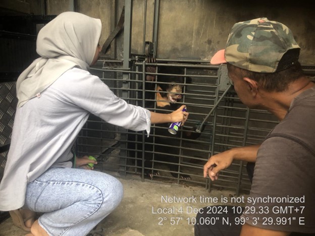 Petugas Evakuasi Beruang Madu di Batang Natal