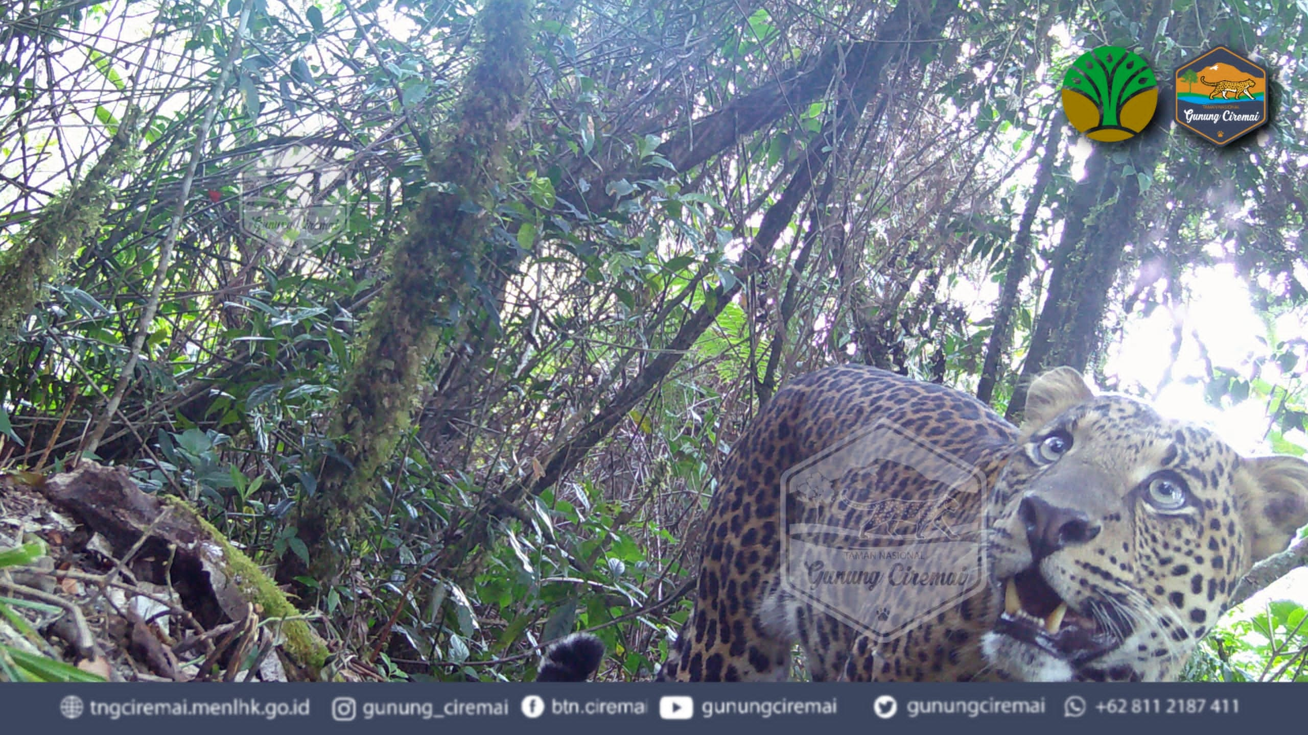 Raja Rimba Penghuni Asli Kawasan Gunung Ciremai Berhasil Terpantau Kamera Jebak